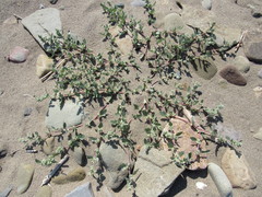 Atriplex laciniata