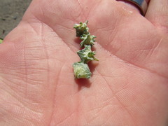 Atriplex laciniata