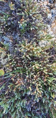 Kelleria tessellata