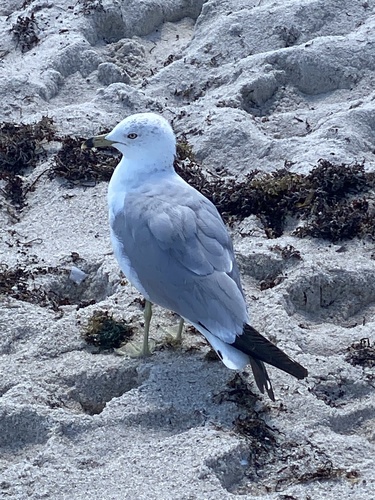 Ring-billed Gull photographed in Florida