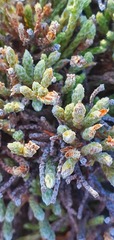 Kelleria tessellata