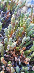 Kelleria tessellata