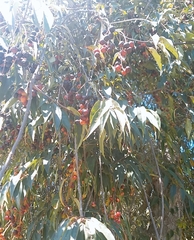 Prunus serotina capuli