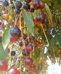 Prunus serotina capuli