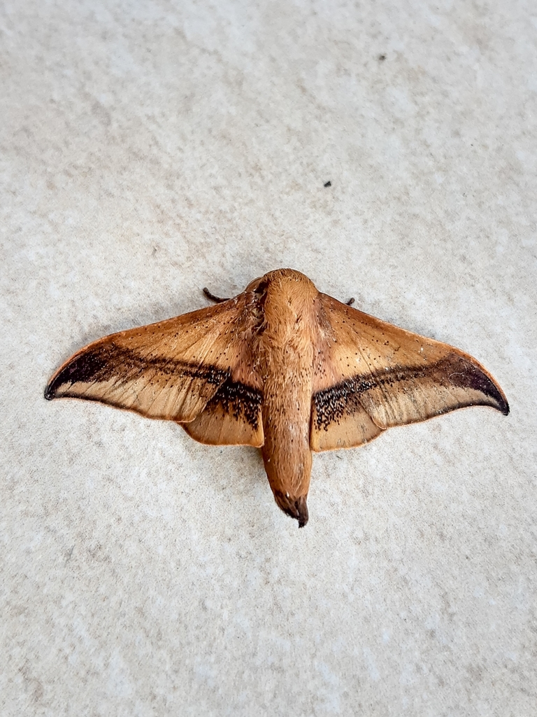 Psychocampa undiscata