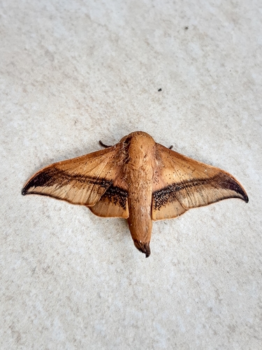 Psychocampa undiscata