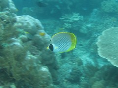 Chaetodon adiergastos