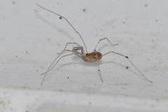 Mitostoma chrysomelas