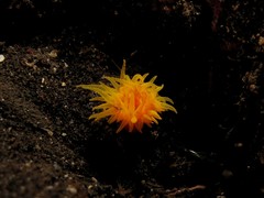 Cladopsammia gracilis