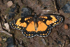 Chlosyne lacinia saundersi