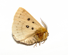 Anthela ocellata