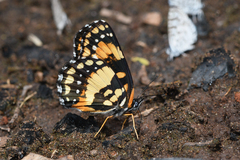 Chlosyne lacinia saundersi
