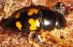 Glischrochilus fasciatus