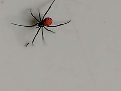 Latrodectus curacaviensis