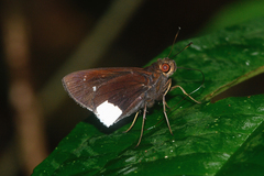 Cobalus virbius