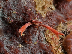 Quadrella maculosa