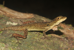Anolis ocelloscapularis