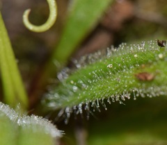 Pinguicula robertiana