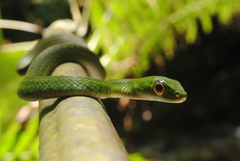 Drymobius chloroticus