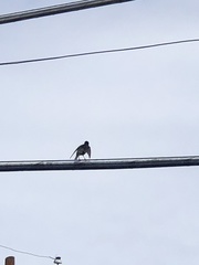 Sturnus vulgaris