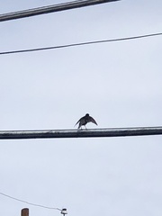 Sturnus vulgaris