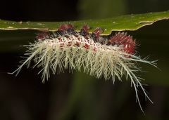 Automeris zugana