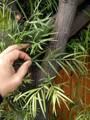 Afrocarpus gracilior