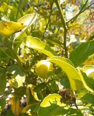 Citrus × limon