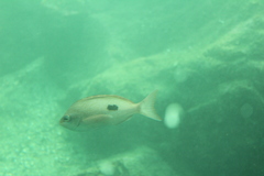 Caesioperca lepidoptera