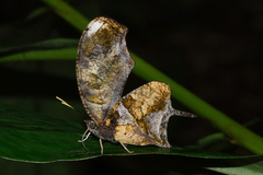 Consul fabius drurii