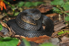 Stenorrhina degenhardtii