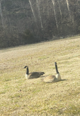 Branta canadensis