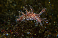 Dendronotus lacteus