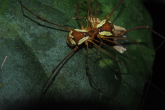 Cynorta bromeliacia