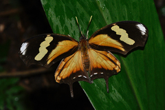 Consul fabius drurii