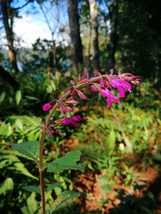 Salvia chiapensis
