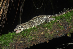 Anolis petersii