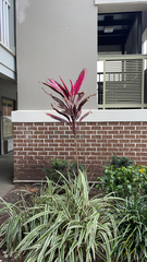 Cordyline fruticosa