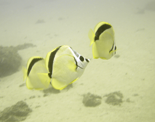 Black-nosed Butterflyfish
