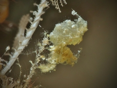 Phycocaris simulans