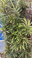 Podocarpus macrophyllus