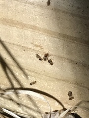 Tenuirostritermes
