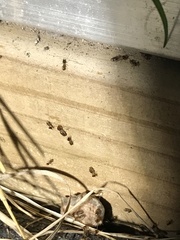 Tenuirostritermes