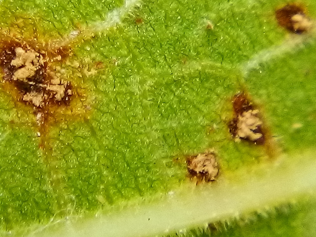 Fig rust from Auckland, New Zealand on March 16, 2021 at 10:18 AM by ...