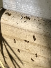 Tenuirostritermes