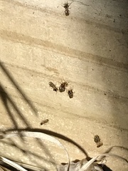 Tenuirostritermes