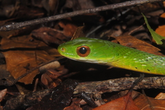 Drymobius chloroticus