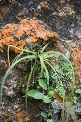 Pinguicula robertiana