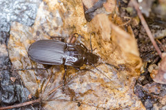 Abax parallelepipedus