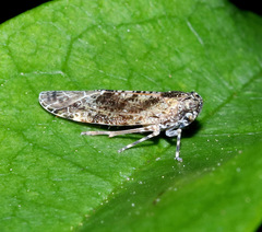 Plectoderini